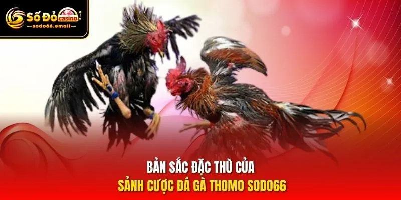 Bản sắc đặc thù của sảnh cược đá gà Thomo SODO66