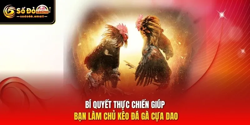 Bí quyết thực chiến giúp bạn làm chủ kèo đá gà cựa dao