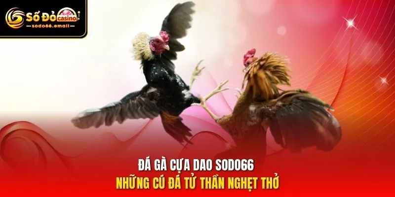 Đá Gà Cựa Dao SODO66 – Những Cú Đá Tử Thần Nghẹt Thở