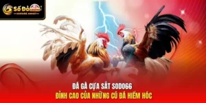 Đá Gà Cựa Sắt SODO66 - Đỉnh Cao Của Những Cú Đá Hiểm Hóc