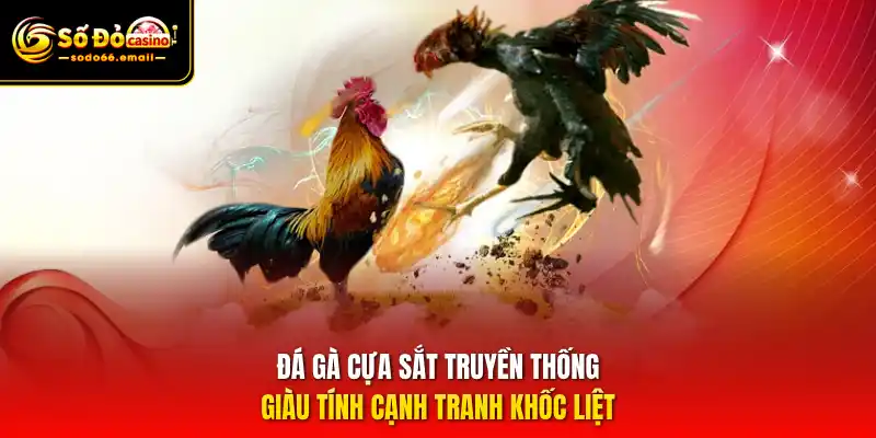 Đá gà cựa sắt truyền thống giàu tính cạnh tranh khốc liệt