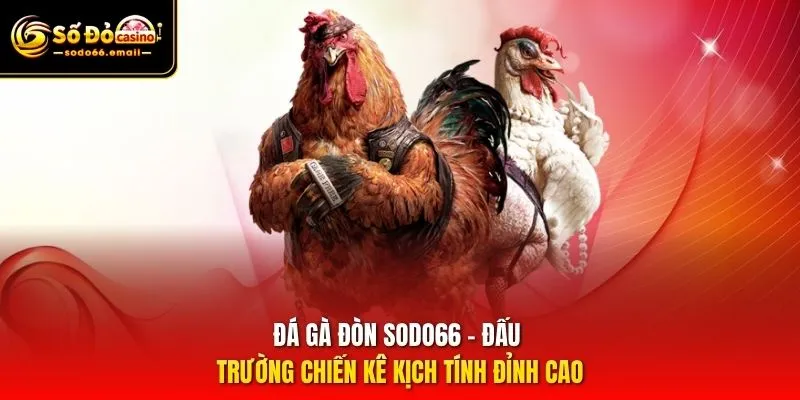 Đá Gà Đòn SODO66 - Đấu Trường Chiến Kê Kịch Tính Đỉnh Cao