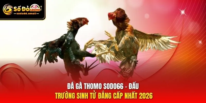 Đá Gà Thomo SODO66 - Đấu Trường Sinh Tử Đẳng Cấp Nhất 2026