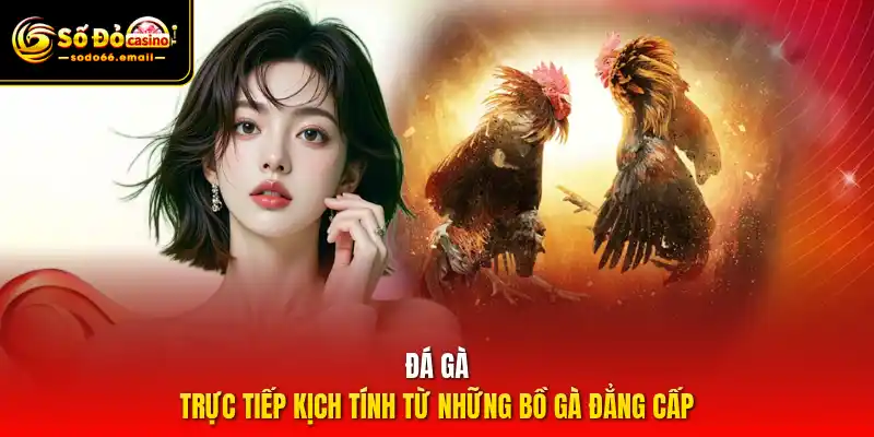 Đá gà – Trực tiếp kịch tính từ những bồ gà đẳng cấp