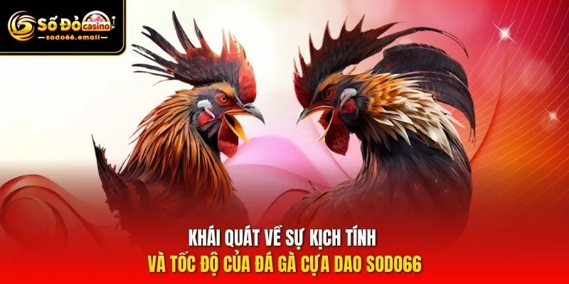 Khái quát về sự kịch tính và tốc độ của đá gà cựa dao SODO66