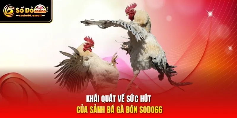 Khái quát về sức hút của sảnh đá gà đòn SODO66