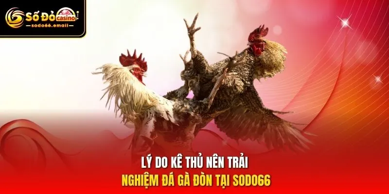Lý do kê thủ nên trải nghiệm đá gà đòn tại SODO66