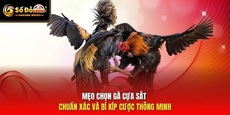 Mẹo chọn gà cựa sắt chuẩn xác và bí kíp cược thông minh