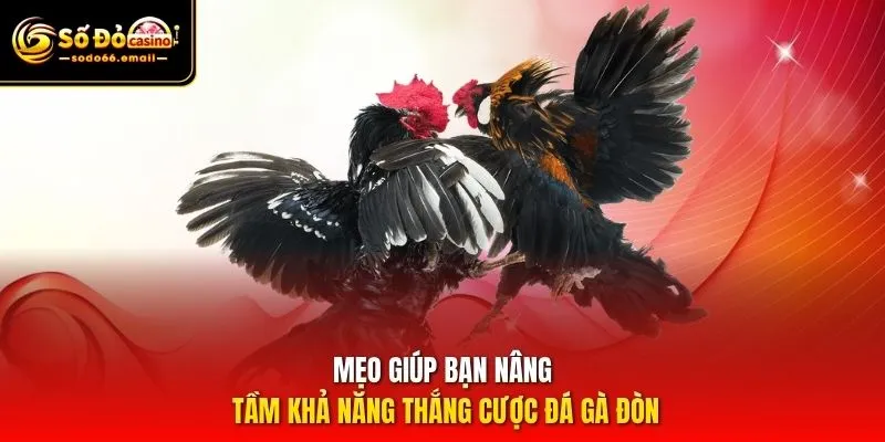 Mẹo giúp bạn nâng tầm khả năng thắng cược đá gà đòn