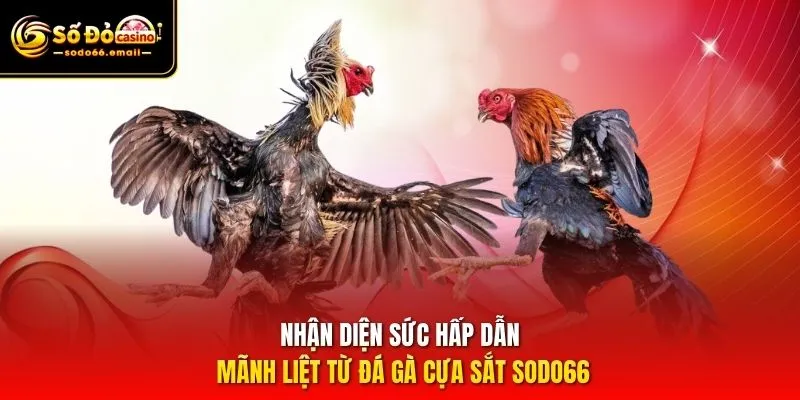 Nhận diện sức hấp dẫn mãnh liệt từ đá gà cựa sắt SODO66