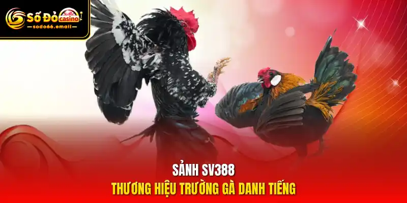 Sảnh SV388 - Thương hiệu trường gà danh tiếng