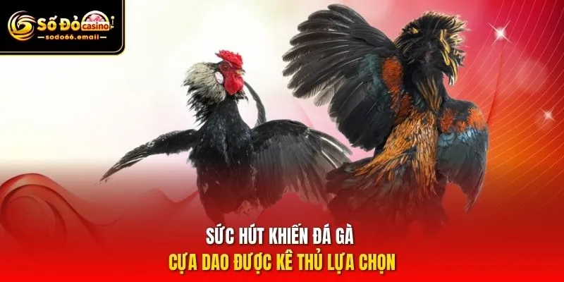 Sức hút khiến đá gà cựa dao được kê thủ lựa chọn