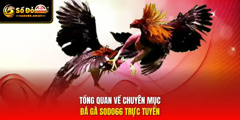 Tổng quan về chuyên mục Đá gà SODO66 trực tuyến