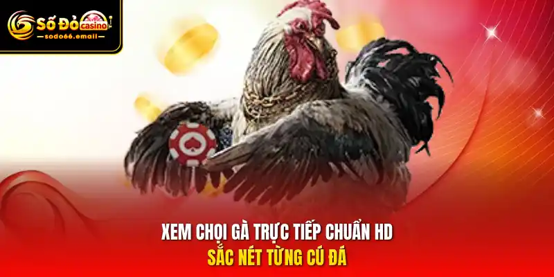 Xem chọi gà trực tiếp chuẩn HD sắc nét từng cú đá